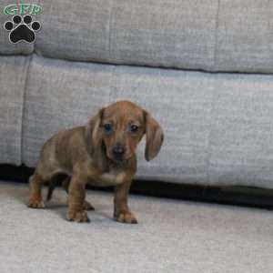 Minnie, Dachshund Puppy